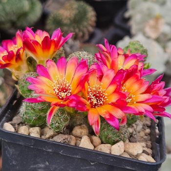 Preview: Sulcorebutia tarabucoensis ssp. hertusii var. callecallensis VZ56b/13